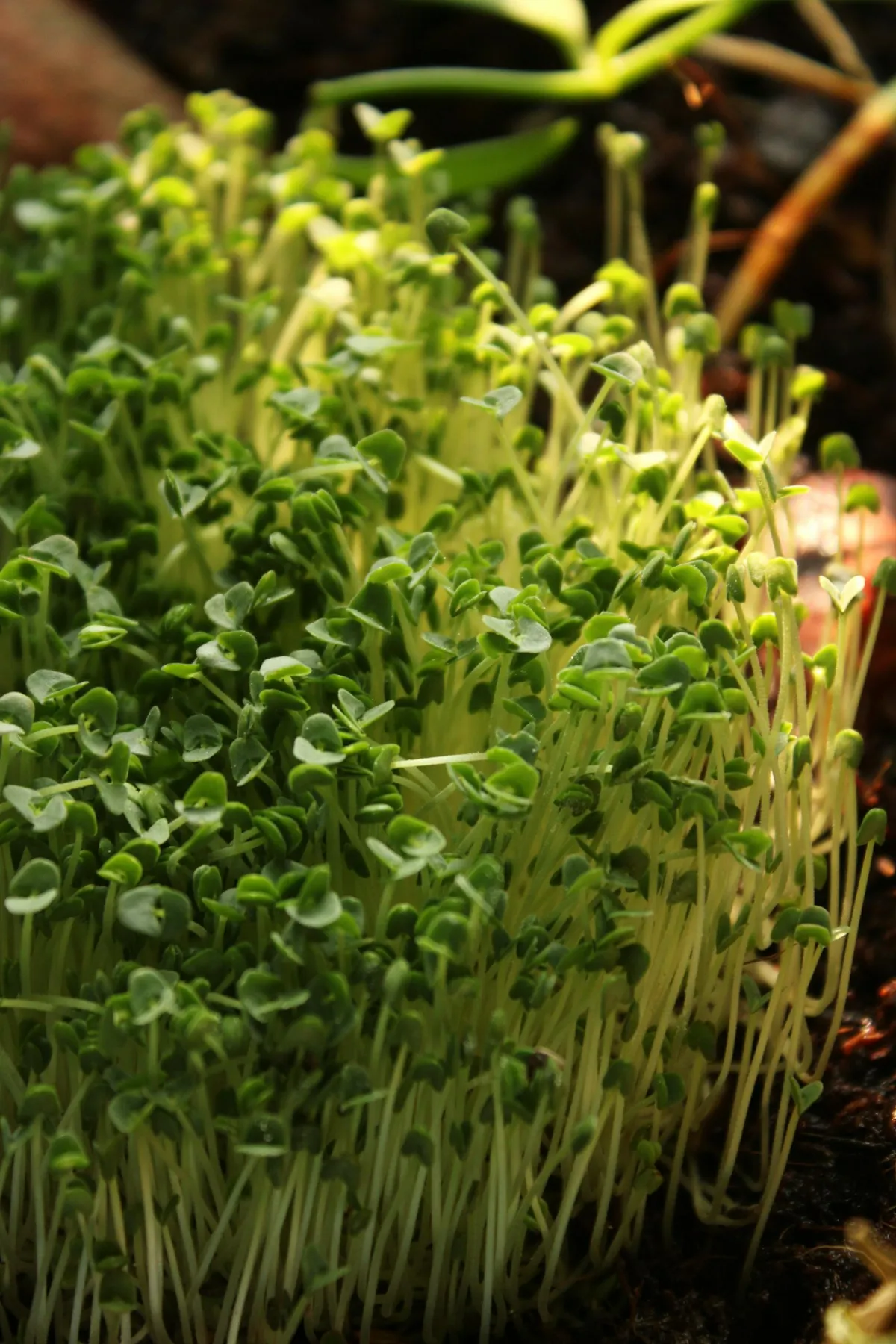Brotes verdes a la luz del sol