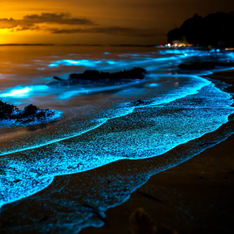 Mar de ardora: mar bioluminiscente iluminado por microorganismos